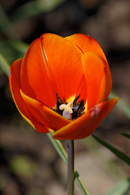 Jardin des Impressionnistes-026